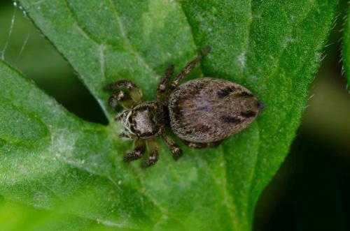 Evarcha arcuata
